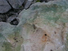 Papillifera papillaris