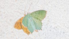 Hemithea aestivaria
