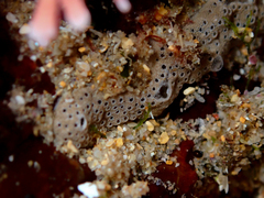 Didemnum psammatodes