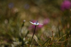 Lomatogonium carinthiacum