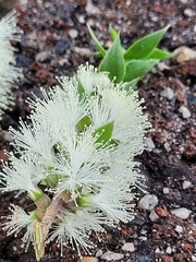 Melaleuca styphelioides