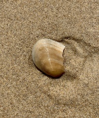 Tapes conspersus