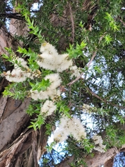Melaleuca styphelioides