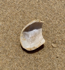 Tapes conspersus