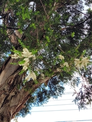 Melaleuca styphelioides