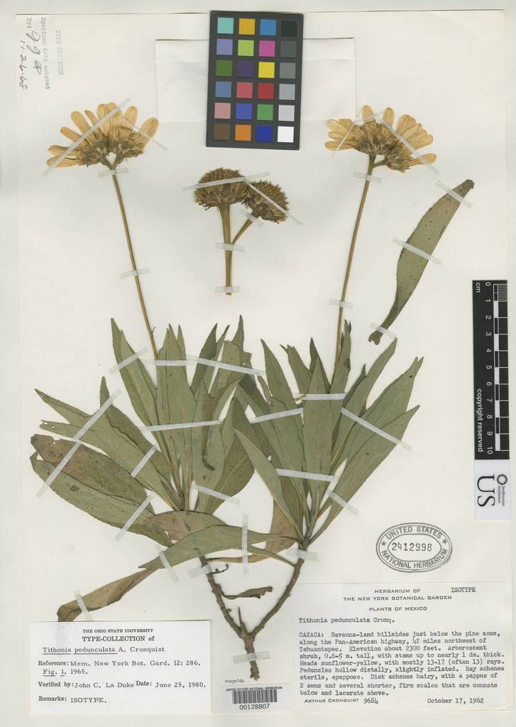 Tithonia pedunculata