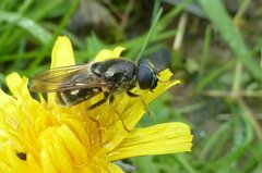Cheilosia canicularis