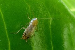 Planuncus tingitanus