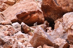 Petrogale lateralis