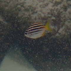 Atypichthys strigatus