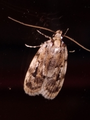 Barea exarcha