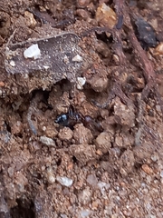 Crematogaster rogenhoferi