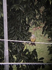 Tyrannus melancholicus