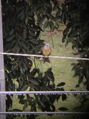 Tyrannus melancholicus