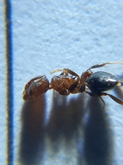 Crematogaster rogenhoferi