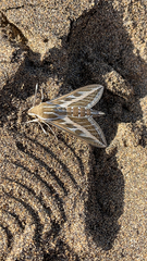 Hyles livornica
