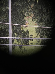 Tyrannus melancholicus