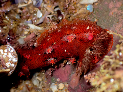 Plocamopherus imperialis