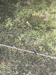 Pygochelidon cyanoleuca