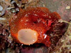 Plocamopherus imperialis