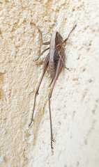 Decorana incerta