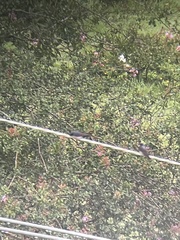 Pygochelidon cyanoleuca