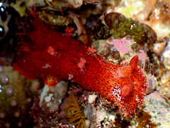 Plocamopherus imperialis