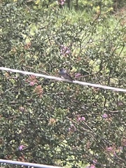 Pygochelidon cyanoleuca