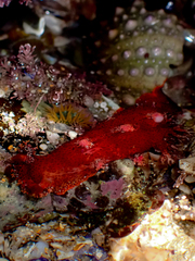 Plocamopherus imperialis