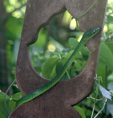 Philothamnus punctatus