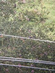 Pygochelidon cyanoleuca