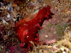 Plocamopherus imperialis