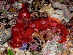 Plocamopherus imperialis