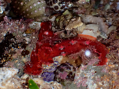 Plocamopherus imperialis