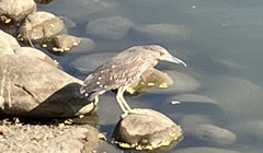 Nycticorax nycticorax nycticorax