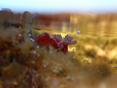 Plocamopherus imperialis