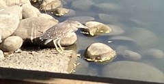 Nycticorax nycticorax nycticorax
