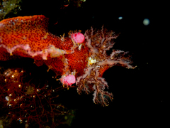 Plocamopherus imperialis