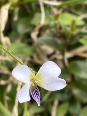 Viola nagasawae