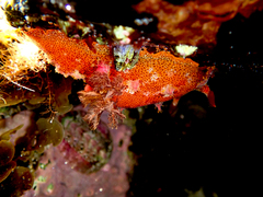 Plocamopherus imperialis