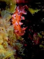 Plocamopherus imperialis