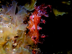 Plocamopherus imperialis