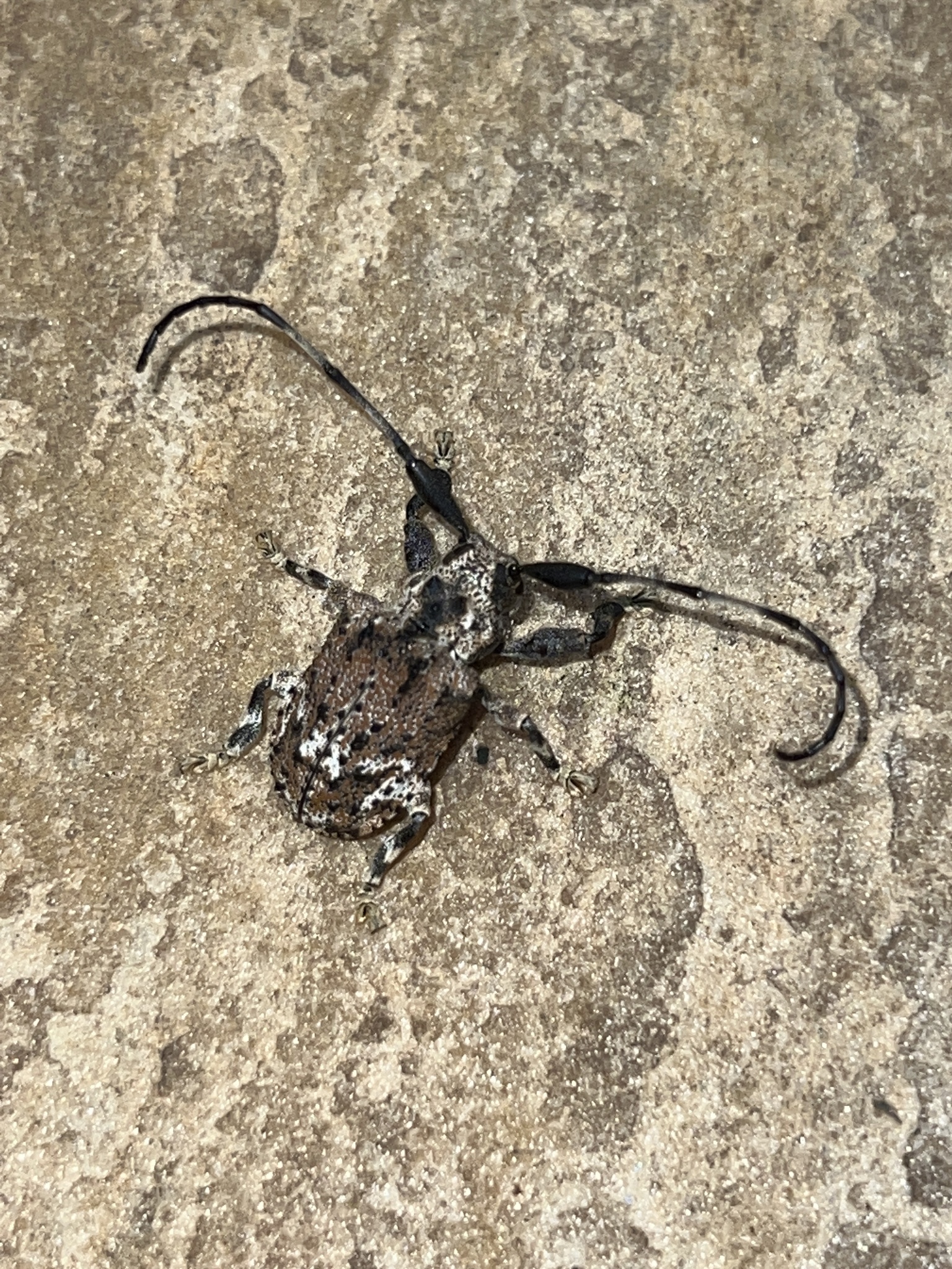 Onychocerus albitarsis