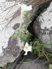 Petunia axillaris