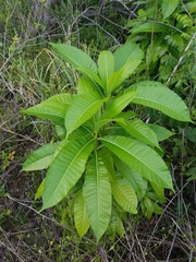 Image of Alstonia macrophylla