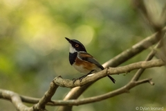 Batis capensis hollidayi