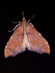 Deana hybreasalis