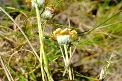 Ursinia abrotanifolia