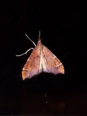 Deana hybreasalis