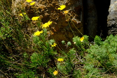 Ursinia abrotanifolia